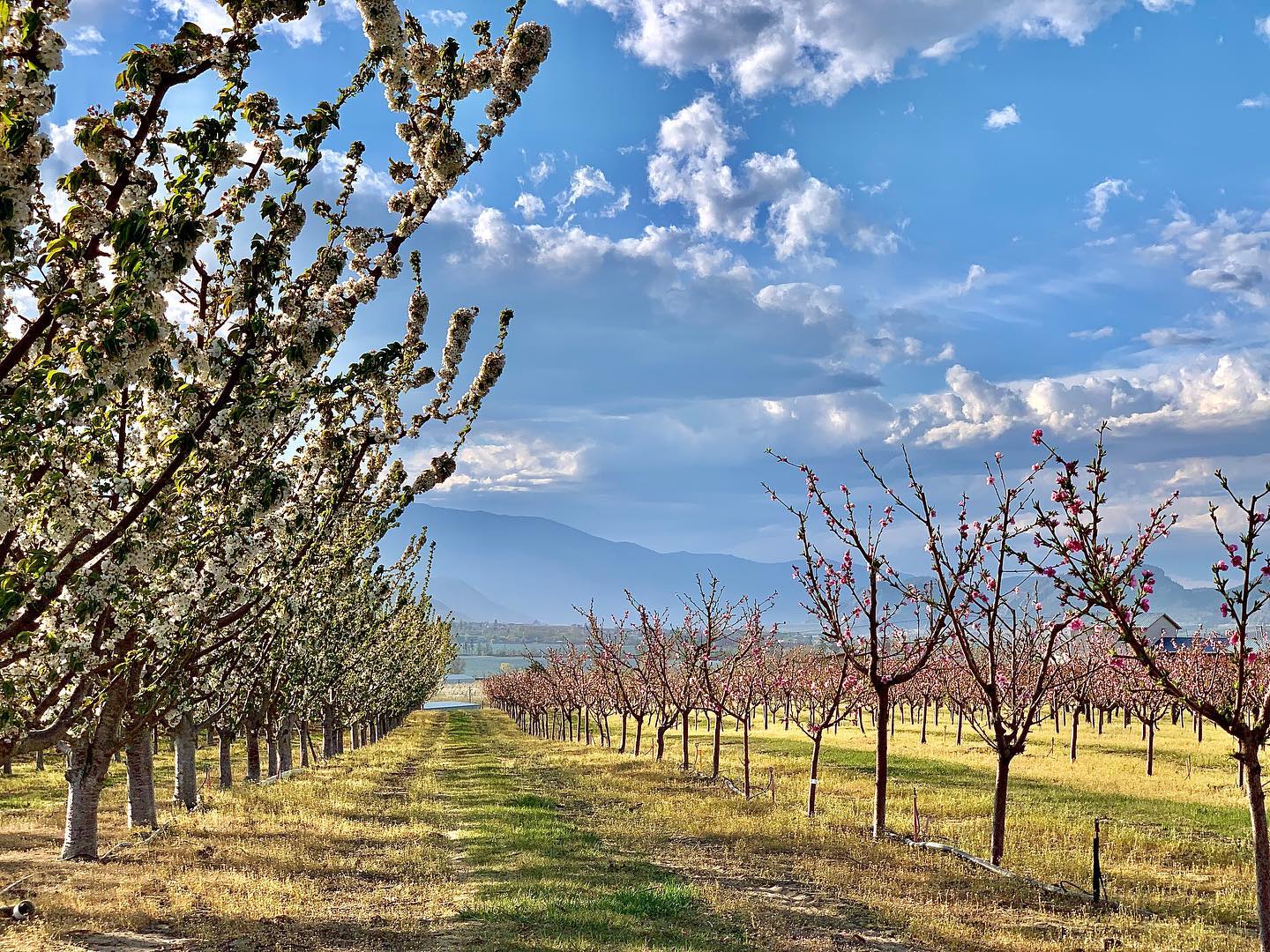 CleanBC Better Homes and Home Renovation Rebate Program CleanBC Better Homes and Home Renovation Rebate Program